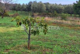 Muntić - uređen maslinik sa 140 stabala maslina, Marčana, Terreno