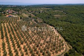 Poljoprivredno zemljište 77 321 m2 u blizini Marčane, Marčana, Land