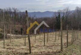 Bednja - vinograd s gospodarskom zgradom - klijet, Bednja, Zemljište