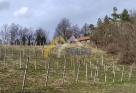 Bednja - vinograd s gospodarskom zgradom - klijet, Bednja, Zemljište