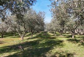 OTOK KRK, ŠOTOVENTO - Maslinik sa kućom, Krk, Tierra