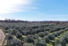 OTOK KRK, ŠOTOVENTO - Maslinik sa kućom, Krk, Tierra