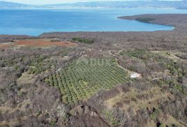 OTOK KRK, ŠOTOVENTO - Maslinik sa kućom, Krk, Tierra