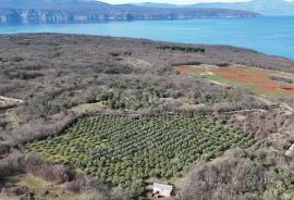 OTOK KRK, ŠOTOVENTO - Maslinik sa kućom, Krk, Tierra