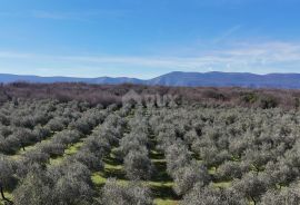 OTOK KRK, ŠOTOVENTO - Maslinik sa kućom, Krk, Tierra