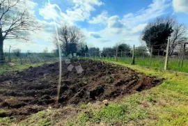 STARINA SA VELIKOM OKUĆNICOM, Ližnjan, Famiglia