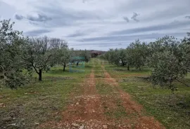 MASLINIK i VOĆNJAK s obnovljenom kamenom kućom PRODAJA!, Benkovac, Γη