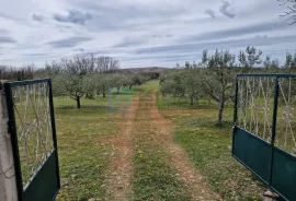 MASLINIK i VOĆNJAK s obnovljenom kamenom kućom PRODAJA!, Benkovac, Γη