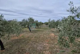 MASLINIK i VOĆNJAK s obnovljenom kamenom kućom PRODAJA!, Benkovac, Γη