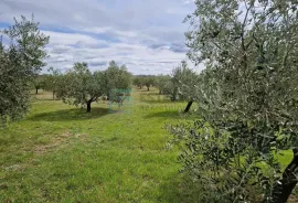 MASLINIK i VOĆNJAK s obnovljenom kamenom kućom PRODAJA!, Benkovac, Γη