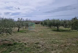 MASLINIK i VOĆNJAK s obnovljenom kamenom kućom PRODAJA!, Benkovac, Γη