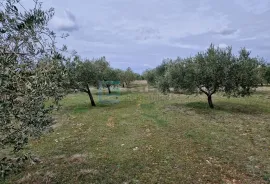 MASLINIK i VOĆNJAK s obnovljenom kamenom kućom PRODAJA!, Benkovac, Γη