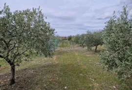 MASLINIK i VOĆNJAK s obnovljenom kamenom kućom PRODAJA!, Benkovac, Γη