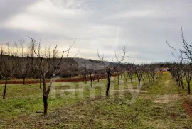 GRAĐEVINSKO ZEMLJIŠTE SA PREDIVNIM POLJOPRIVREDNIM DJELOM, Višnjan, Γη