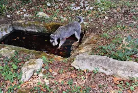 Istra, Butkovići - legalizirana kučica na 7600 m2, Svetvinčenat, Land