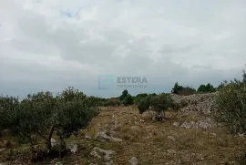 PRODAJA maslinik (2282 m2) 200 metara od mora, Murter, Murter, Земля