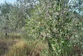 Istra,Vodnjan,maslinik na dobroj lokaciji, Vodnjan, Zemljište