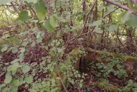 Samodostatno imanje nedaleko grada s izvorom, bez neposrednih susjeda, Gvozd, Tierra