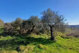 Istra, Pula, maslinik na super lokaciji, Pula, Terrain