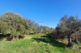 Istra, Pula, maslinik na super lokaciji, Pula, Terrain