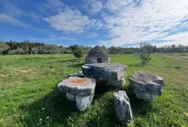 Istra, Vodnjan -okolica, maslinik na zemljištu od 14.000m2, Vodnjan, Terra