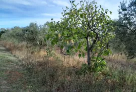 Istra,Vodnjan,lijepi maslinik, Vodnjan, Tierra