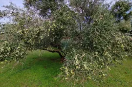 OTOK KRK-KORNIĆ,maslinik sa 10 maslina, Krk, Zemljište