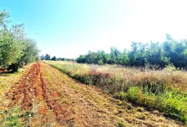 Istra,Brtonigla-Veliko poljoprivredno zemljište, Brtonigla, Земля