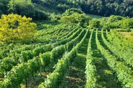 KUĆA ZA ODMOR IZMEĐU KRAPINSKIH I TUHELJSKIH TOPLICA, Krapinske Toplice, Casa