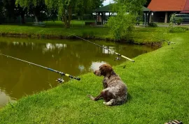 Ribnjak i poljoprivredno zemljište - Darda, Darda, Zemljište