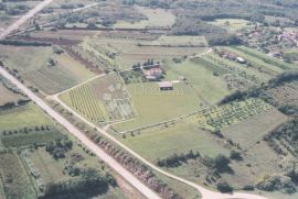 Imanje na parceli od 15000m2 građevinskog područja, Brtonigla, Ev