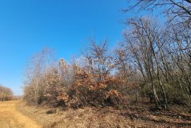 ISTRA, VODNJAN Kompleks građevinskog i poljoprivrednog zemljišta 5 ha, s ruševinom 50 m2, Vodnjan, Земля