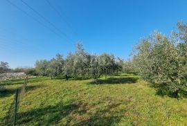 ISTRA, FAŽANA Predivan maslinik s kućicom - BLIZINA MORA!!, Fažana, Land