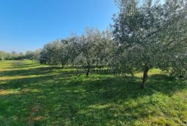 ISTRA, FAŽANA Predivan maslinik s kućicom - BLIZINA MORA!!, Fažana, Land