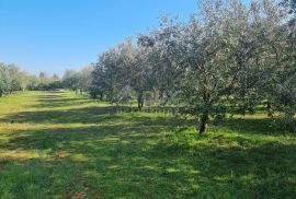 ISTRA, FAŽANA Predivan maslinik s kućicom - BLIZINA MORA!!, Fažana, Land