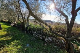 ISTRA, ROVINJ - Kuća s prekrasnim vinogradom i maslinikom, Rovinj, House