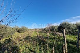 ISTRA, ROVINJ - Kuća s prekrasnim vinogradom i maslinikom, Rovinj, House