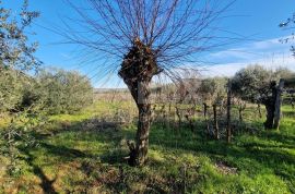 ISTRA, ROVINJ - Kuća s prekrasnim vinogradom i maslinikom, Rovinj, House