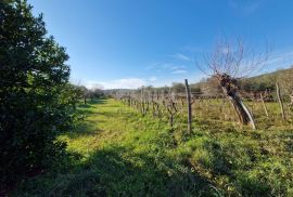 ISTRA, ROVINJ - Kuća s prekrasnim vinogradom i maslinikom, Rovinj, House