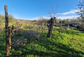 ISTRA, ROVINJ - Kuća s prekrasnim vinogradom i maslinikom, Rovinj, House