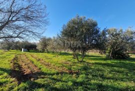 ISTRA, ROVINJ - Kuća s prekrasnim vinogradom i maslinikom, Rovinj, House