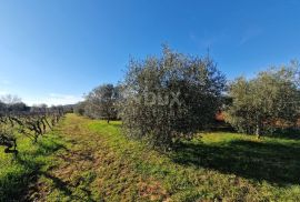 ISTRA, ROVINJ - Kuća s prekrasnim vinogradom i maslinikom, Rovinj, House