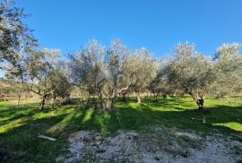 ISTRA, ROVINJ - Kuća s prekrasnim vinogradom i maslinikom, Rovinj, House