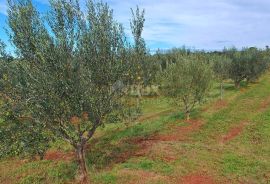 ISTRA, POREČ - Prostrani maslinik i kamena ruševina, Poreč, Land