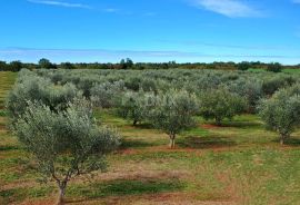 ISTRA, POREČ - Prostrani maslinik i kamena ruševina, Poreč, أرض