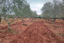 ISTRA, MARČANA - poljoprivredno zemljište s maslinikom, Marčana, Γη