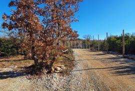 ISTRA, SVETVINČENAT - Stancija 27283m2 s lokacijskom dozvolom i idejnim projektom, Svetvinčenat, Terra