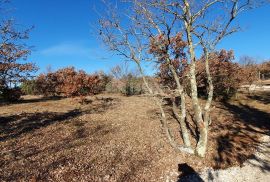 ISTRA, SVETVINČENAT - Stancija 27283m2 s lokacijskom dozvolom i idejnim projektom, Svetvinčenat, Terra