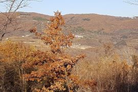 ISTRA, VIŽINADA - Prostrano građevinsko zemljište na osami s panoramskim pogledom, Vižinada, Zemljište