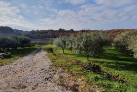 ISTRA, VIŽINADA - Prostrano građevinsko zemljište na osami s panoramskim pogledom, Vižinada, Zemljište